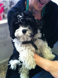     "Henry"... &a#10;Tri Parti-coloured Male Cavapoo
    @ 5 months of age