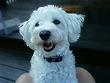      "Maggie", a
White Female Schnoodle
        of 2 Years