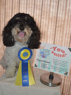    "Gizmo"... a
Tri Parti-coloured Male Cockapoo
Proudly Receiving His Well-Earned
Canine Good Citizen (CGC)
       Certification!