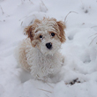 Meredith M., the Red & White Parti
     Cavapoo, Enjoying Her First Winter