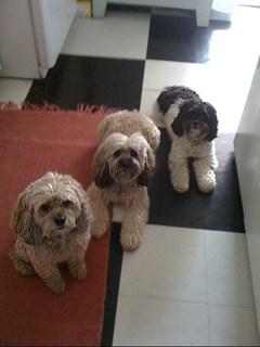 Lillie Bear, Gracie & Tulla... "The Three Poo-sketeers<i>!</i>"