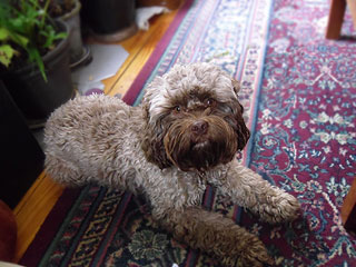       "Aengus Murphy"... an
Ever-Changing Chocolate-Silver -coloured
        Male  Cockapoo