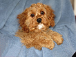      "Rolo", an
Apricot-coloured Male Cockapoo
        of 5 Months