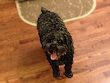 Maggie, a Black Female
      Schnoodle at 13 yrs.