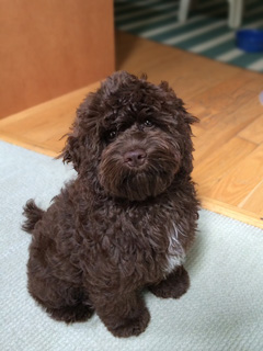         "Rosie"... a
  Chocolate-coloured w/White Mkgs.
Female Cockapoo (after first grooming)