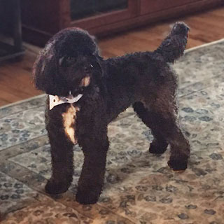           "Ozzy"... a
Very Dark Silver-Grey coloured
    Male Cockapoo at 9 mos. of age