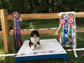 "Allie",  Sitting with Her 2015 Master Agility Championship 2 Awards!