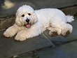        "Bear C.", a
White-coloured Male Cockapoo
        at 1 Year of Age.