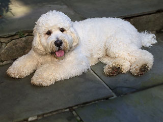 Mr. Bear Cooper, a
White-coloured Standard Male Cockapoo
        at 1 Year of Age.