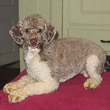 "Elliot", a Sable & White
Parti-Coloured Miniature Poodle "Poppa"