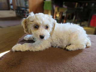      Ms. Ceilie Newman, a
Buff & White Parti-coloured Female Cockapoo
           at 9 Weeks of Age.