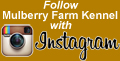Follow Mulberry Farm Kennel
       on Instagram