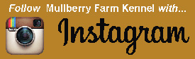 Follow 'Mulberry Farm Kennel'
       with Instagram!