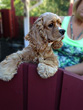 Brown Cocker Spaniel hanging on edge of red wooden chair