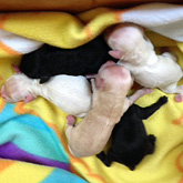 Click here to view our
     Genuine Cockapoo
(...or is that our "Cup-a-Poos?)"
        Pups For Sale