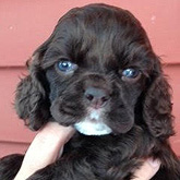    Click here to view our
Genuine Am. Cocker Spaniel
        Pups For Sale