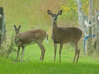 Two deer on
Mulberry Farm