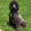 Black Poodle sitting on green grass with leash